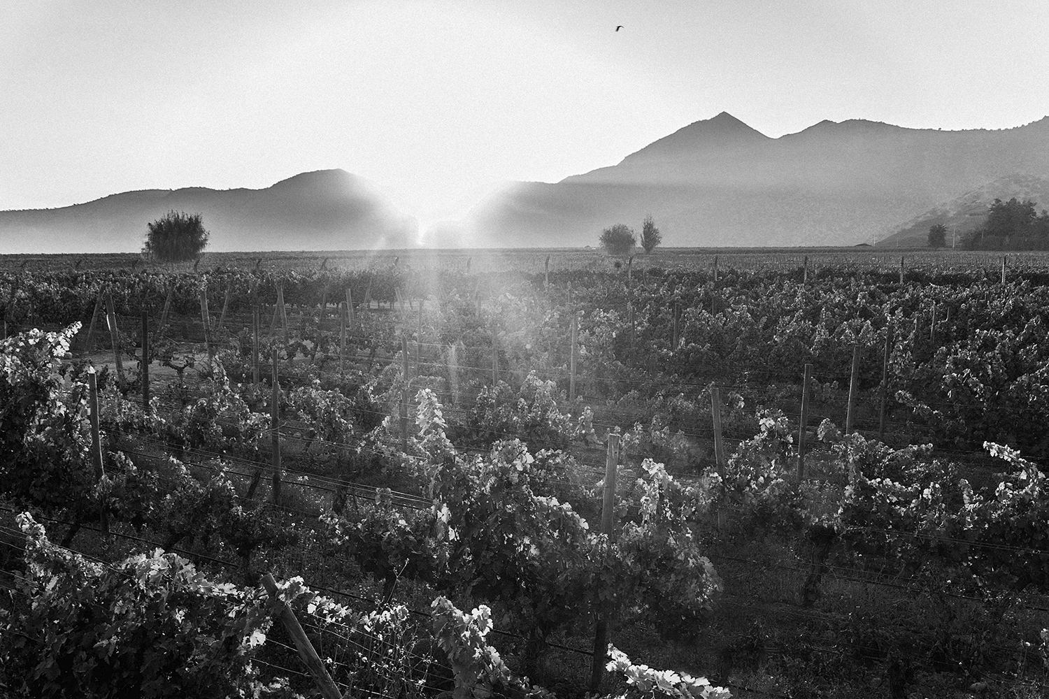 Vignes Baronesa P. vin Chili Escudo Rojo