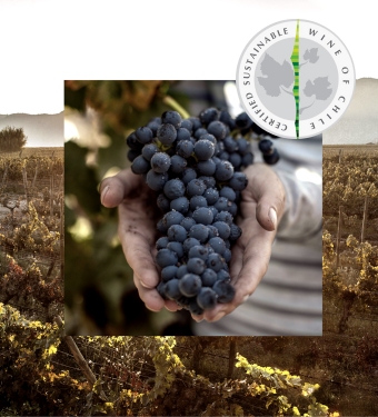 visuel-raisin@2x visuel-raisin@2x